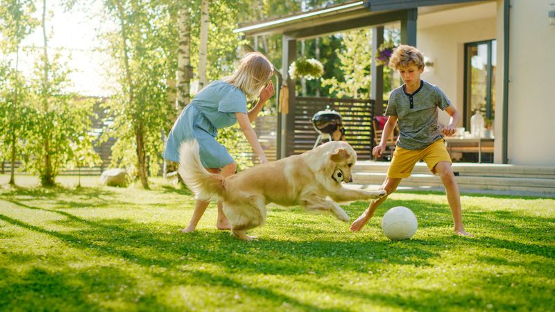 Pet-proof Your Outdoor Space