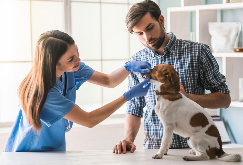 Pre-Trip Veterinary Check