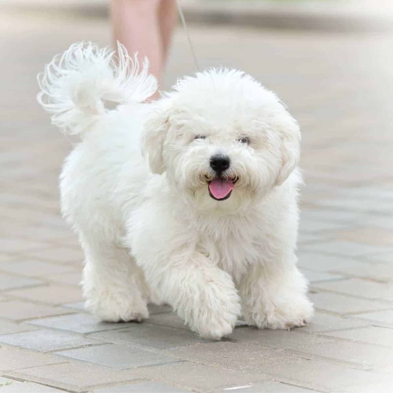 Bichon Frise