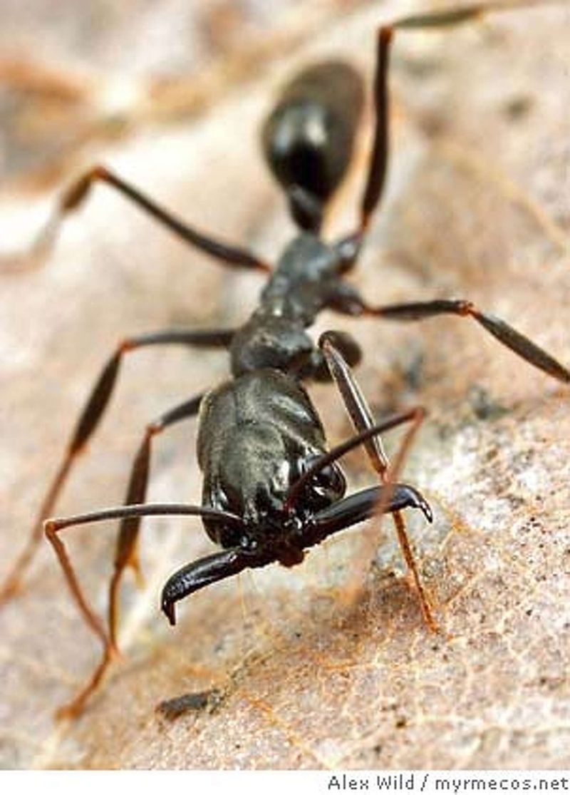 Trap-jaw Ant