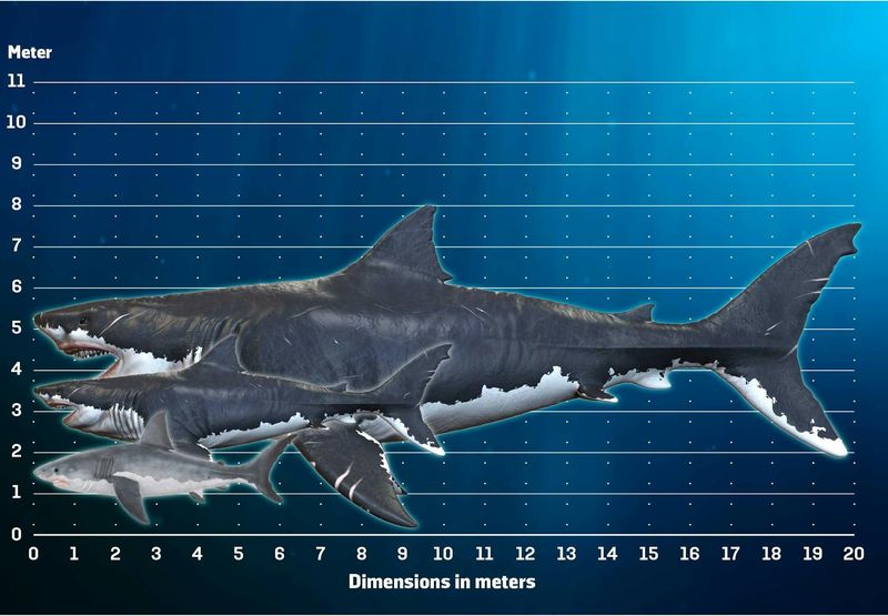 Comparisons with Modern Sharks