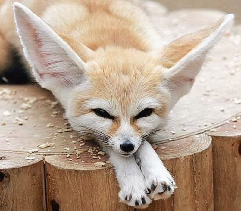 Fennec Foxes