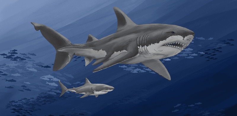 Megalodon's Diet