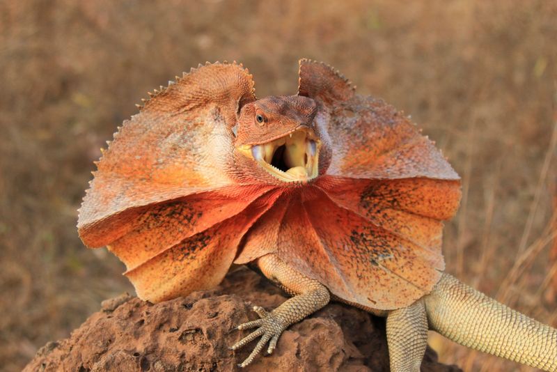 Frilled Dragon