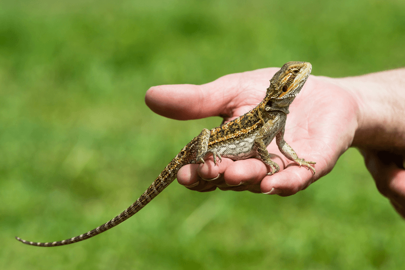 Reptiles for Unique Enthusiasts