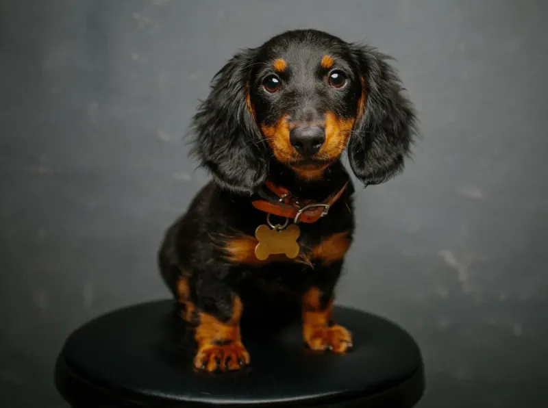 Dachshund