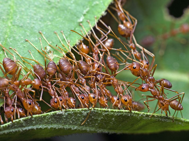 Asian Weaver Ant