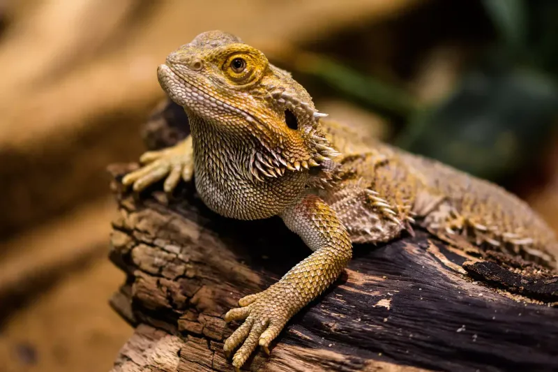 Bearded Dragons