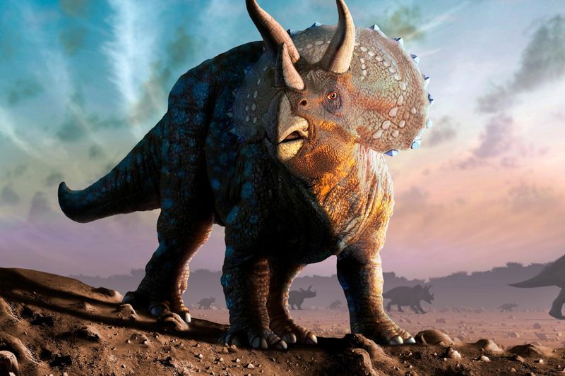 Triceratops