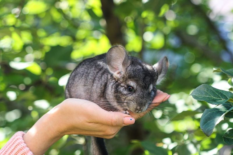 Chinchillas