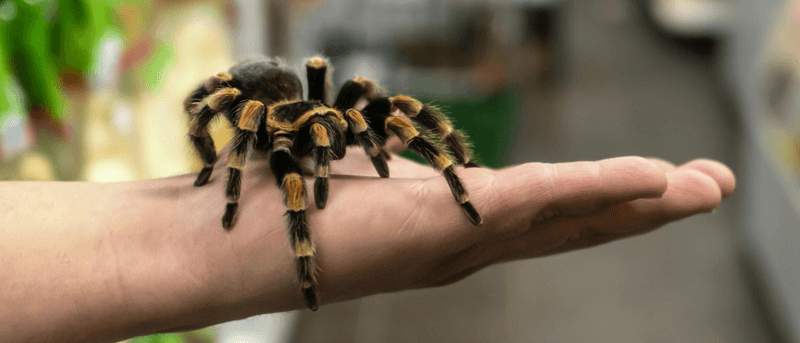 Tarantulas