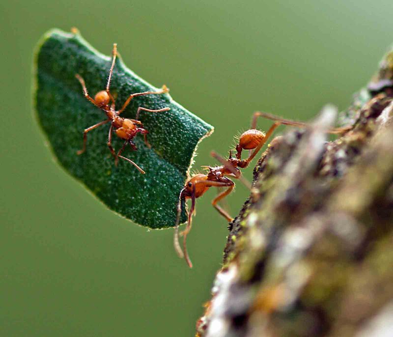 Leafcutter Ant