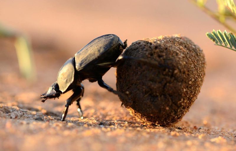 Dung Beetle