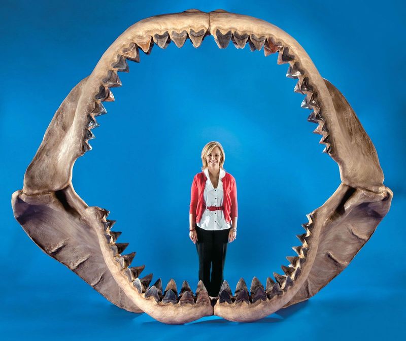 The Teeth of Megalodon