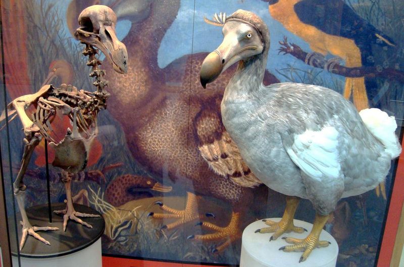 Conservation Lessons from the Dodo