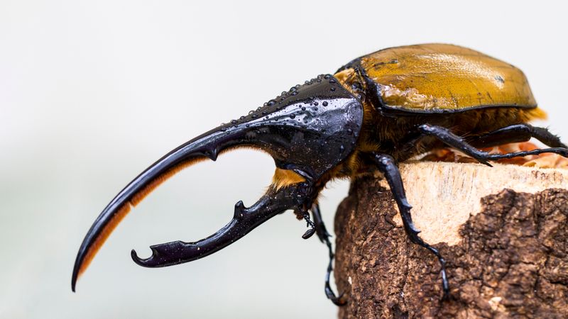 Hercules Beetle