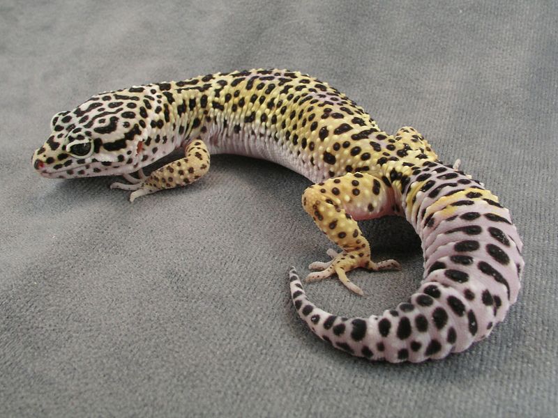 Leopard Gecko