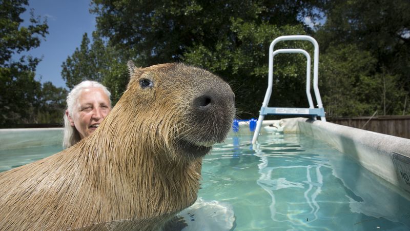 Capybaras