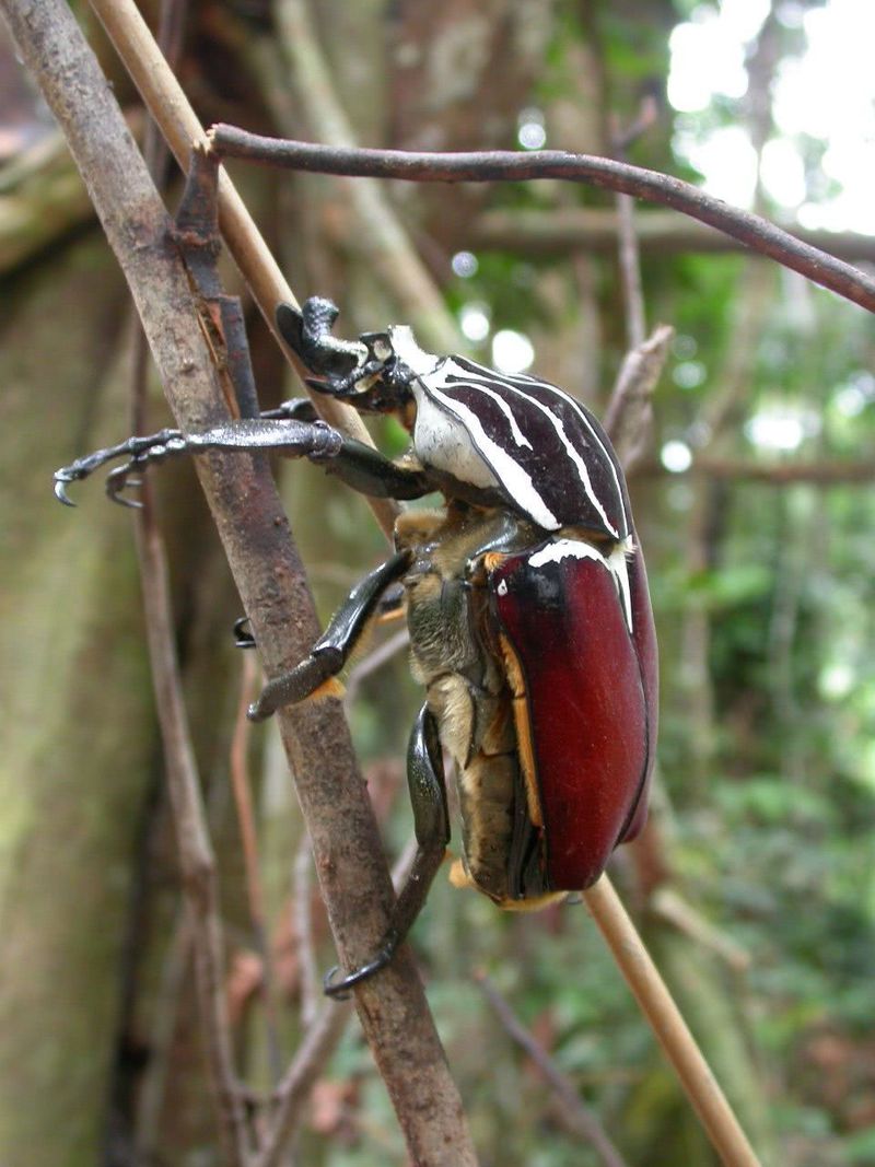 Goliath Beetle