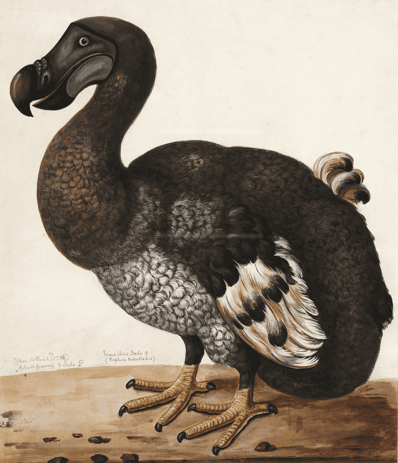 The Dodo's Physical Characteristics