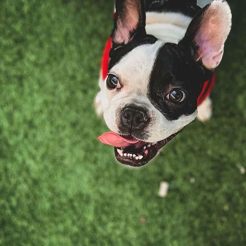 Boston Terrier