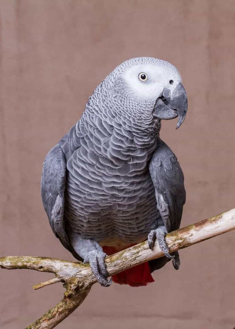 African Grey Parrot