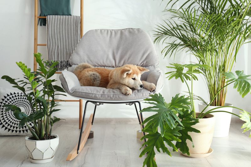 Add Pet-friendly Plants