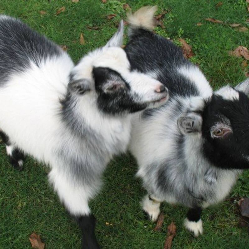 Pygmy Goats