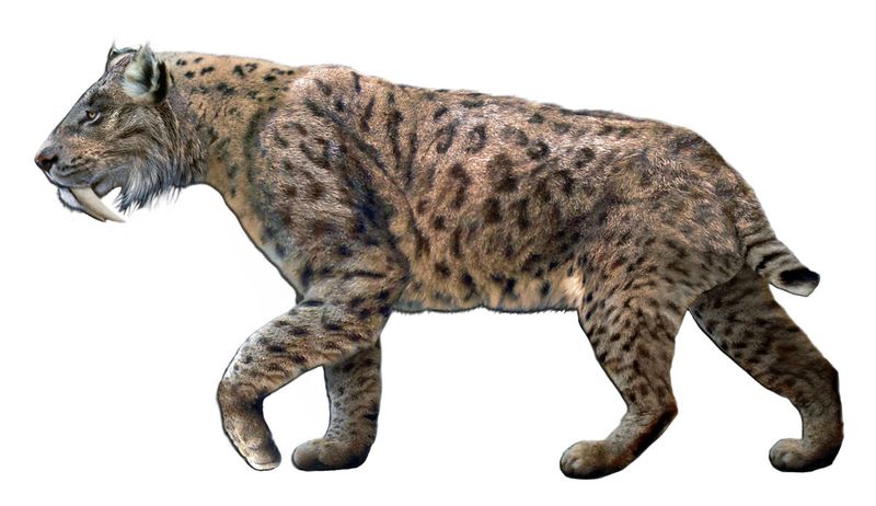 Smilodon: The Most Famous Member