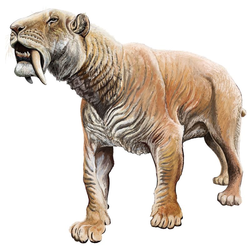 The Real Saber-toothed Cats