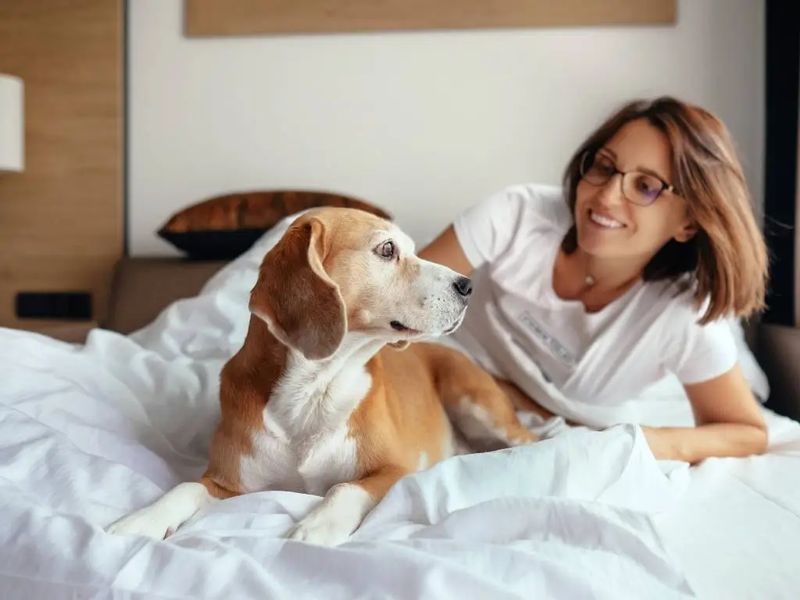 Choosing Pet-Friendly Accommodations