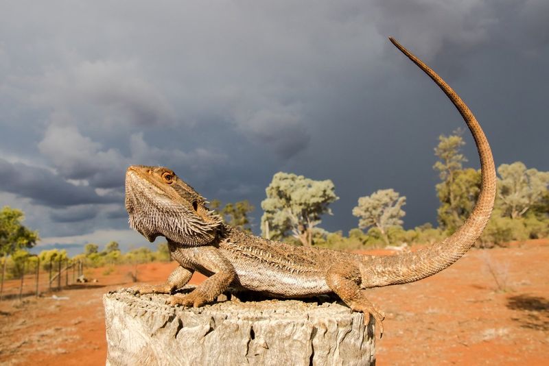 Bearded Dragon