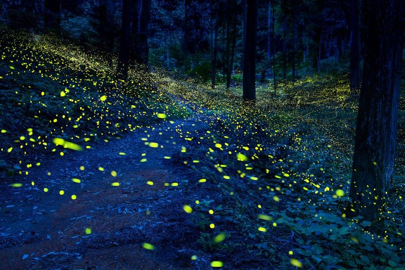 Bioluminescent Forests: When the Night Glows Back