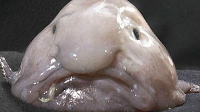 There’s a Fish That Looks Like It’s Always Frowning