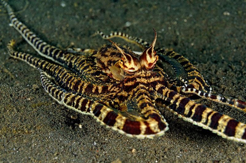 Mimic Octopus – Master Impersonator