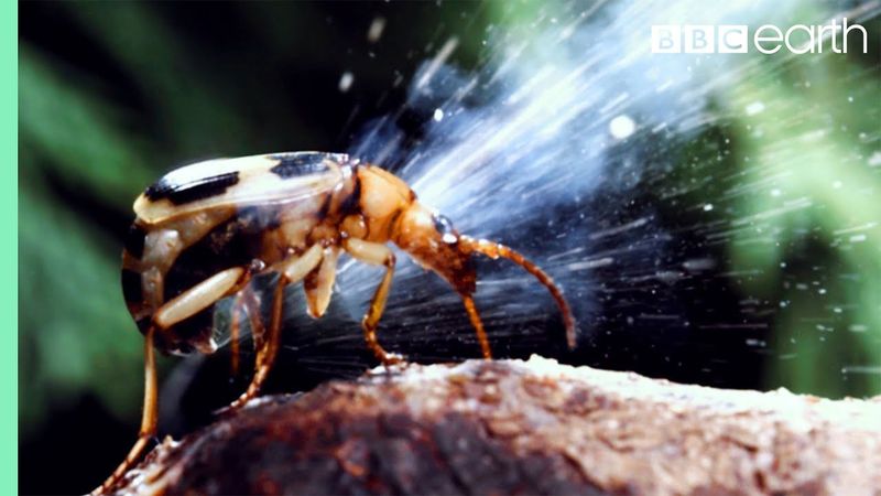 Bombardier Beetle – Chemical Warfare