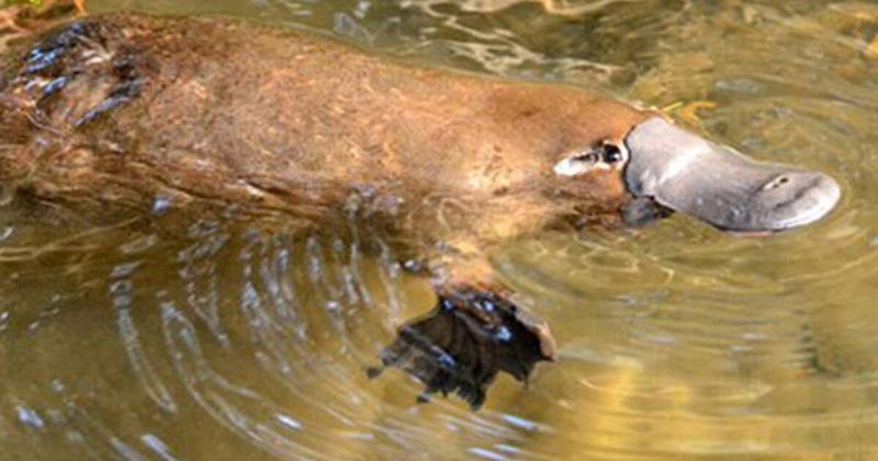 Platypus