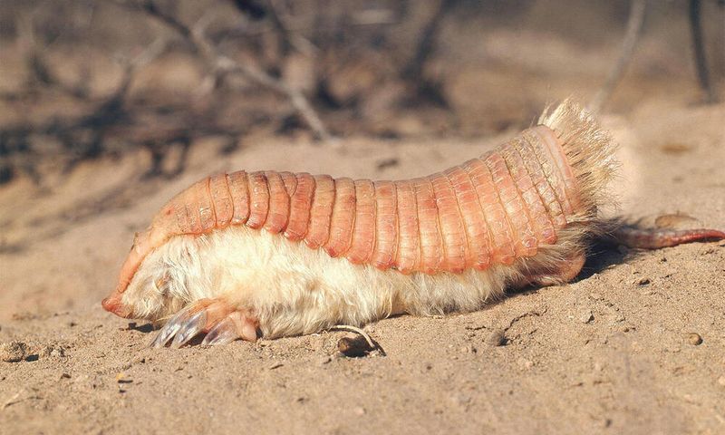 Pink Fairy Armadillo