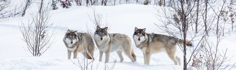 Return of the Wild: Rewilding and the New Animal Journeys