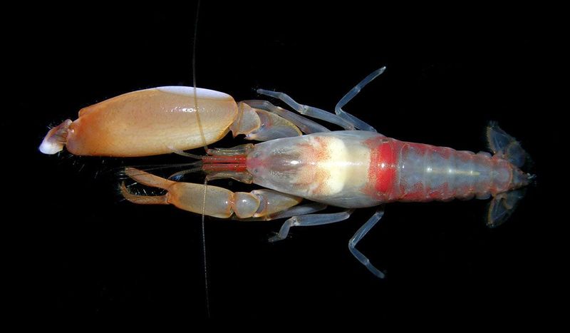 Pistol Shrimp – Sonic Weaponry