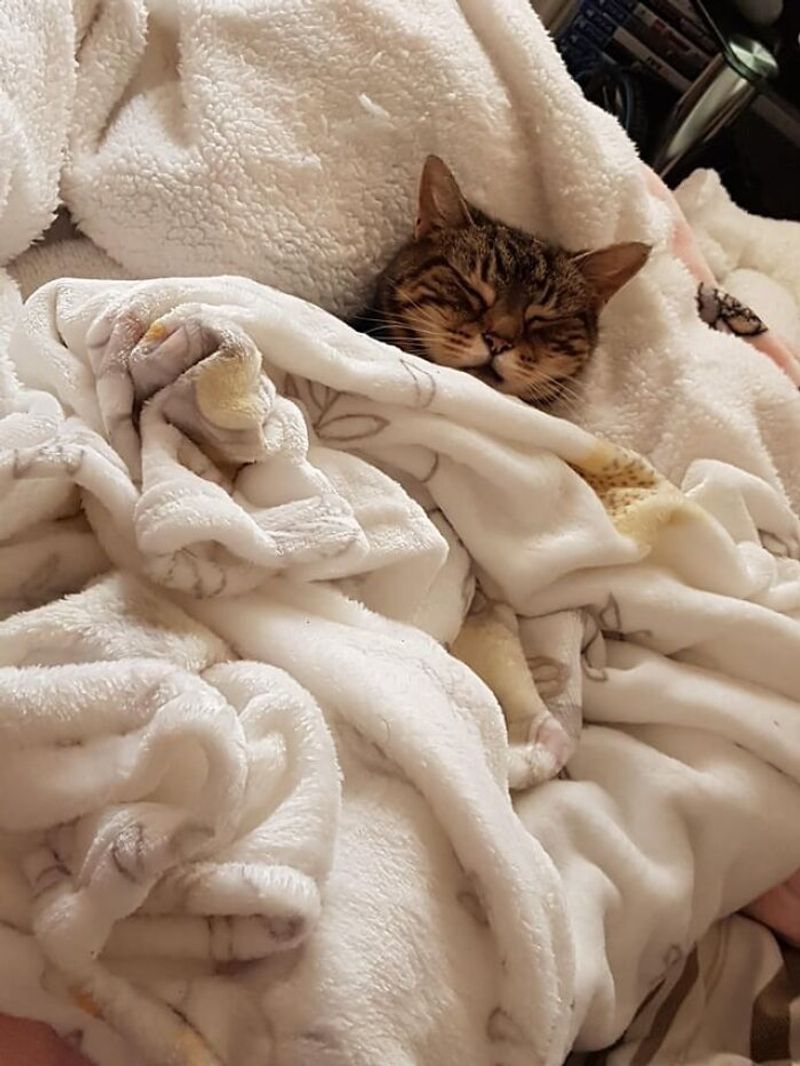Paw-sitive Vibes Only: What Makes the Purr-fect Cat Nap?