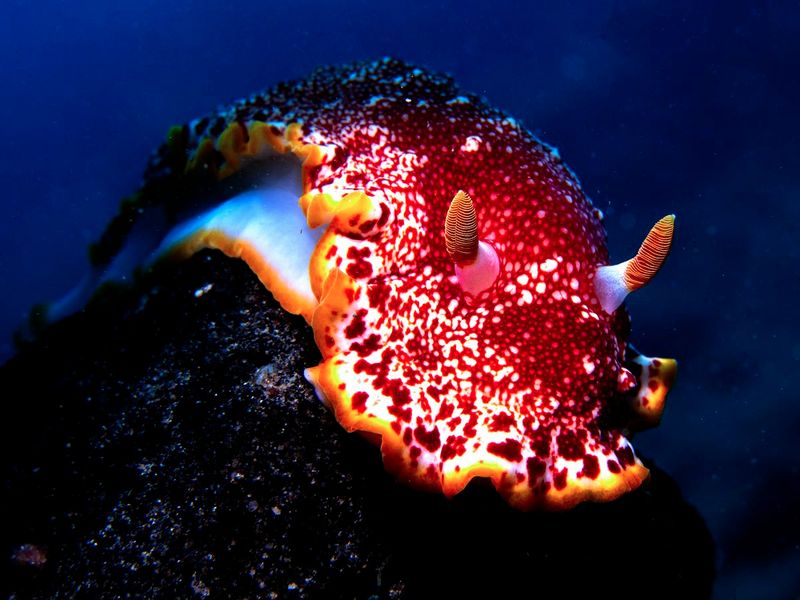 Nudibranch