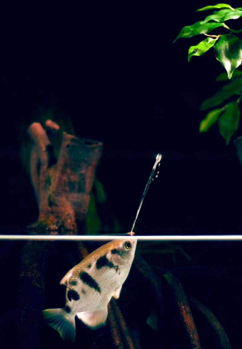 Archerfish – Precision Shooting
