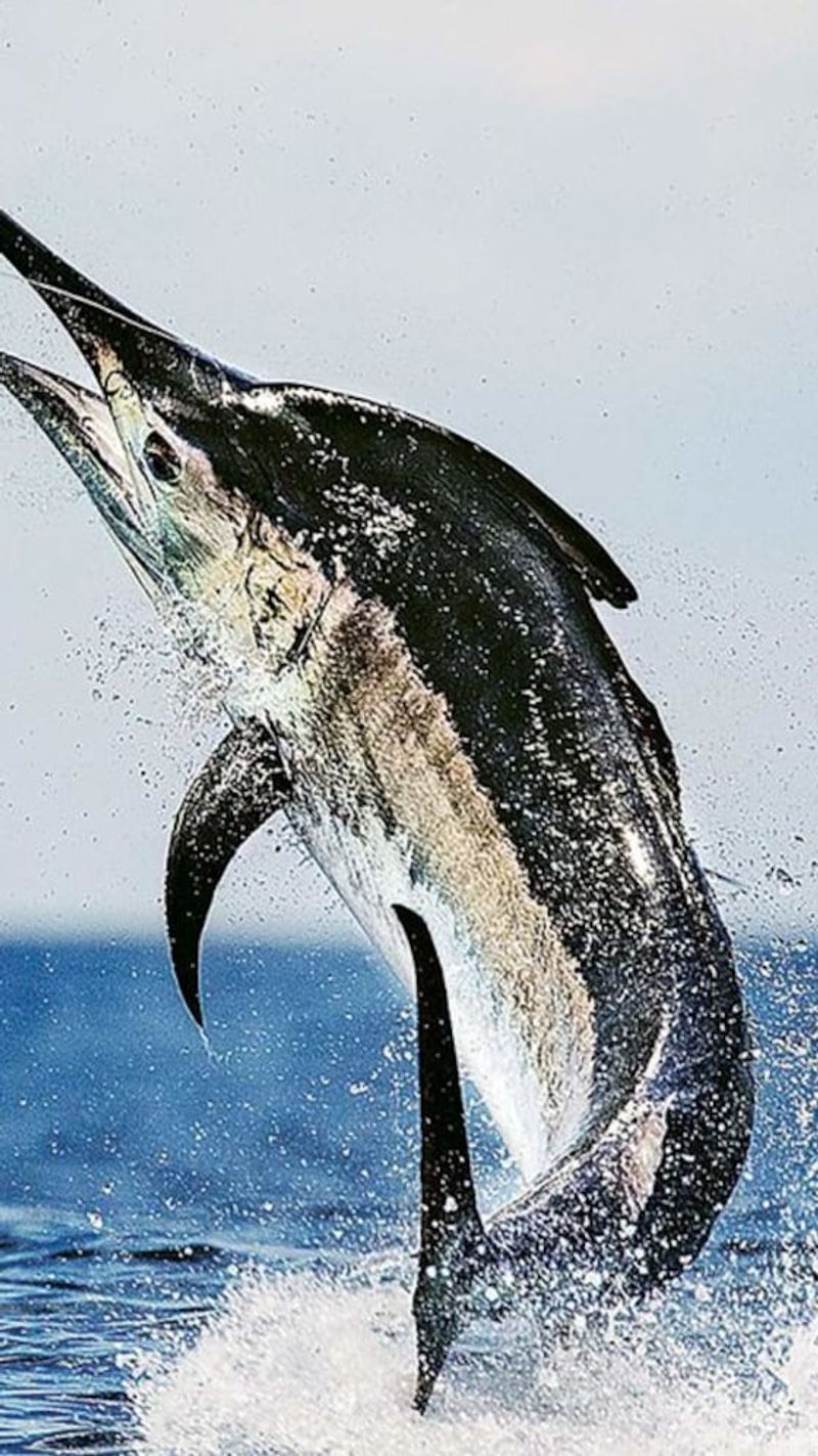 Fastest Marine Animal – Black Marlin