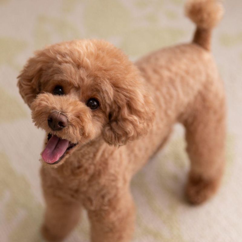 Toy Poodle