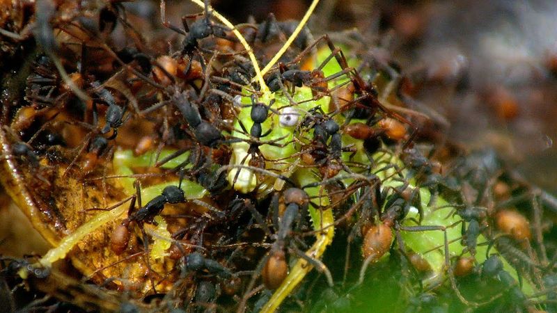 Army Ants