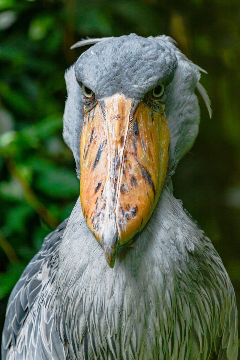 Shoebill Stork