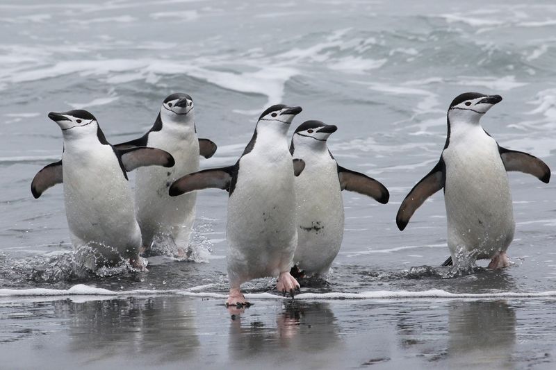 Chinstrap Penguin