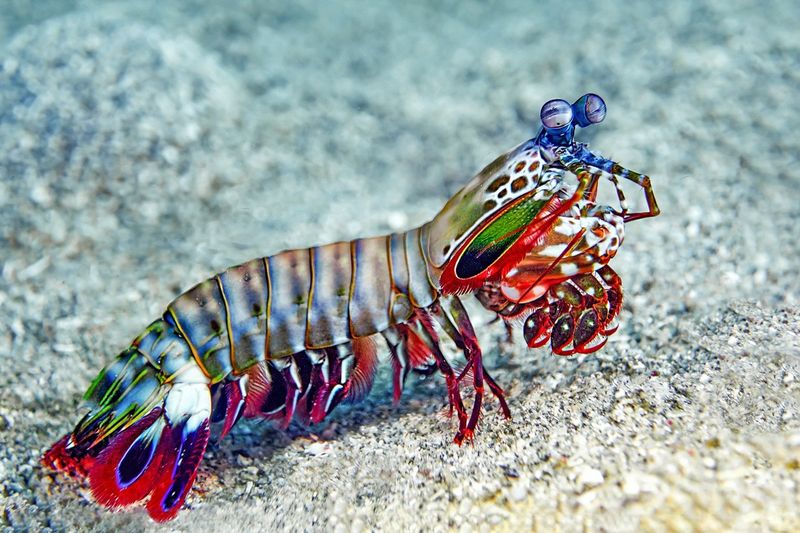 Mantis Shrimp – Super Vision