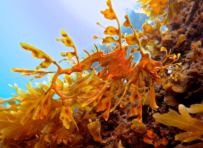 Leafy Sea Dragon